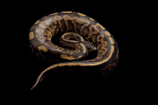 Siyah pastel sarı karın top python — Stok fotoğraf
