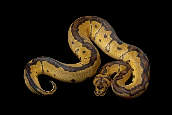 Clown bal python — Stockfoto