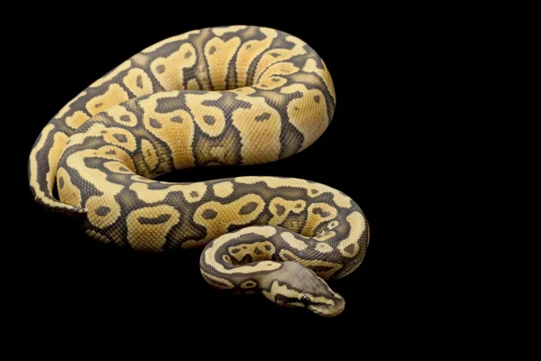 Ghost pasztell ball python — Stock Fotó