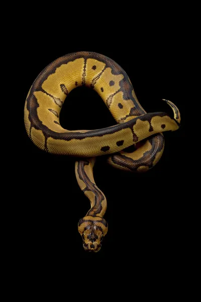 Clown bal python — Stockfoto