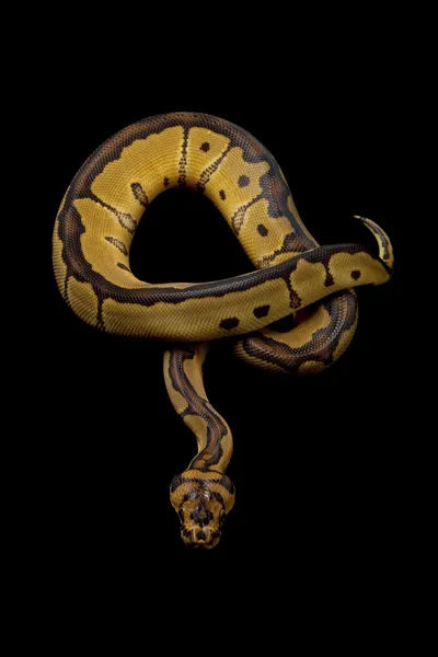 Clown ball python — Stock Photo, Image