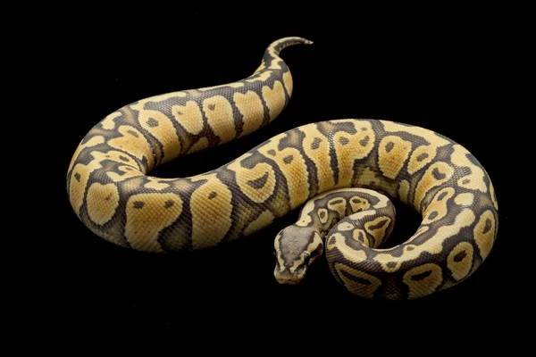 Ghost pasztell ball python — Stock Fotó