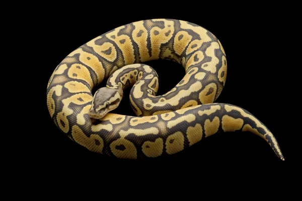 Ghost pasztell ball python — Stock Fotó