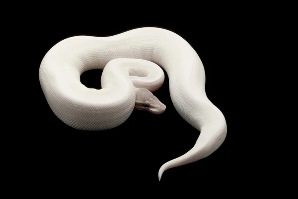 Super mojave bola python — Fotografia de Stock