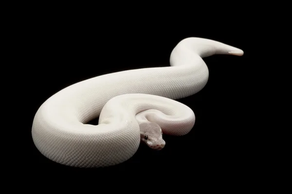 Süper mojave top python — Stok fotoğraf