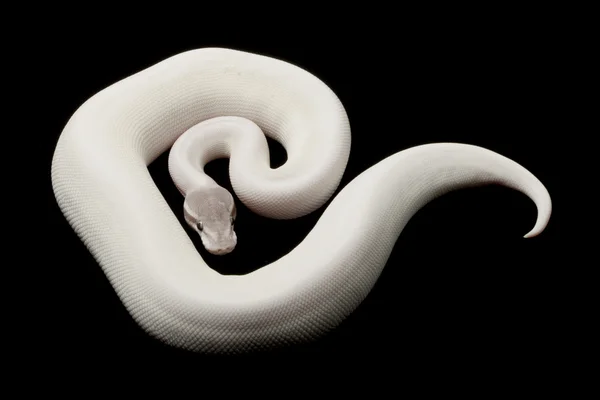 超级的莫哈韦沙漠球 python — 图库照片