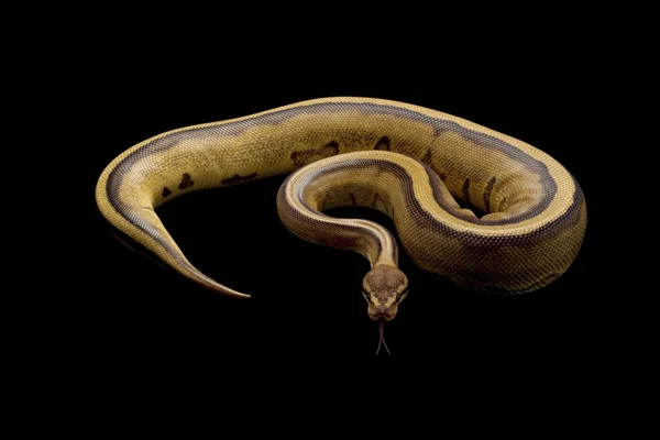 Genetické proužek míč python — Stock fotografie