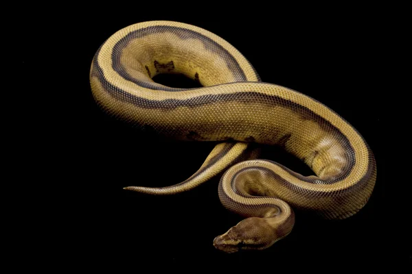 Genetic stripe ball python — Stock Photo, Image