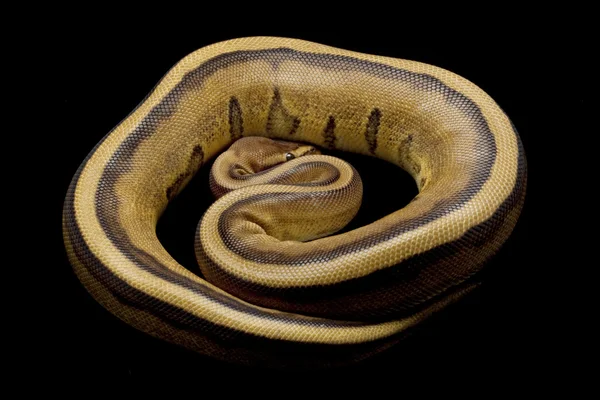 Bola de tarja genética Python — Fotografia de Stock