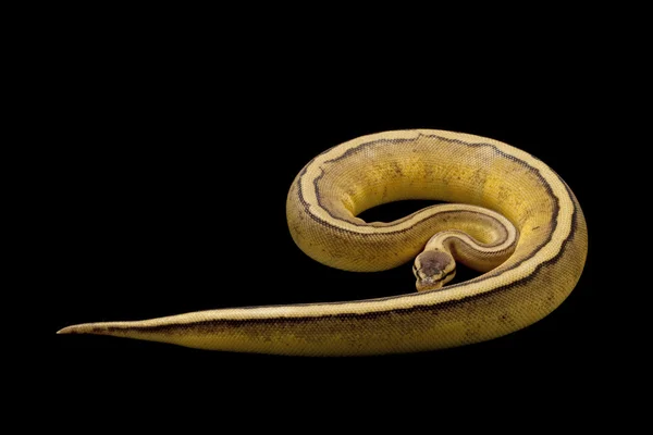Pastel genetic stripe ball python — Stock Photo, Image