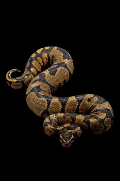 Sárga has Ball Python — Stock Fotó