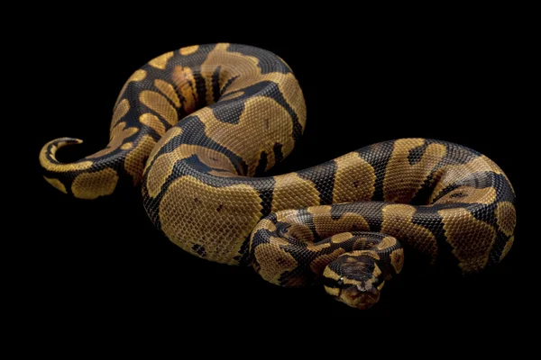 Gul buk ball python — Stockfoto
