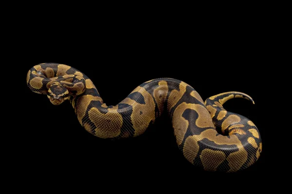 Boule de ventre jaune Python — Photo