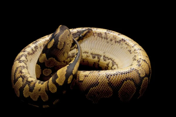Gele buik bal python — Stockfoto