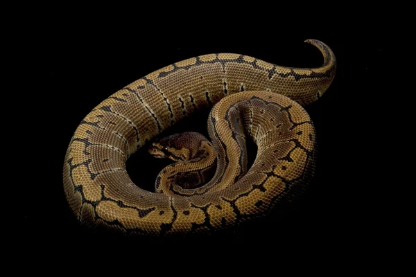 Bandad kritstreck ball python — Stockfoto