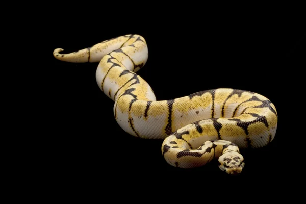 Bumble bee top python — Stok fotoğraf