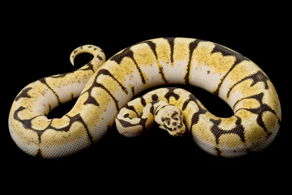 Hummelkugel-Python — Stockfoto