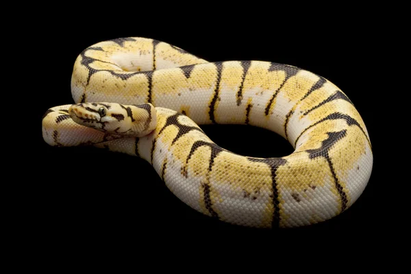 Bumble bee ball python — Stock Photo, Image