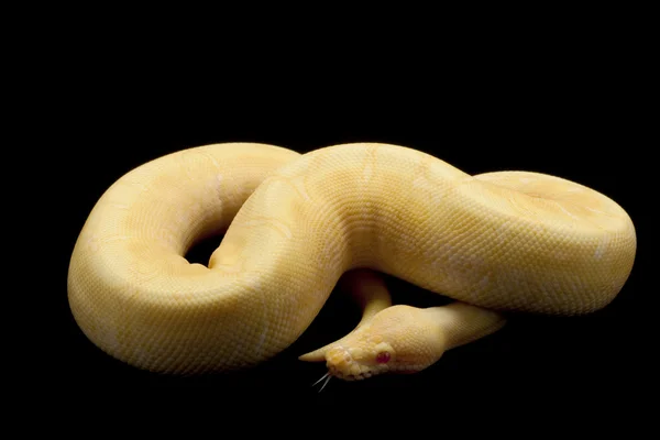 白化蜘蛛球 python — 图库照片