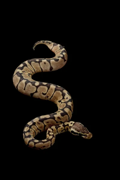 Pastel kadını top python — Stok fotoğraf