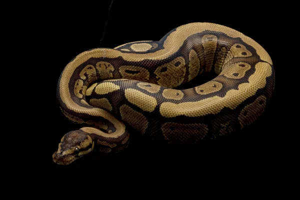 Kugelpython mit rotem Streifen — Stockfoto