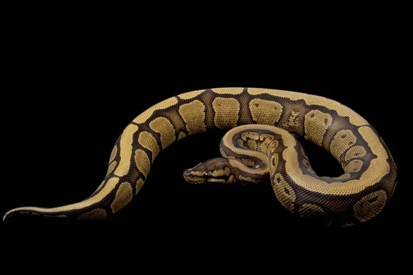 Python boule à rayures rouges — Photo
