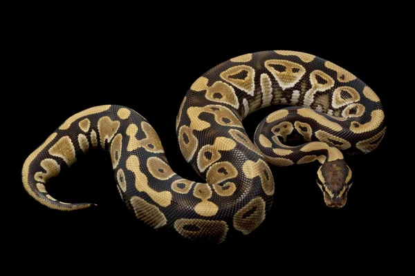 Honigkugelpython — Stockfoto