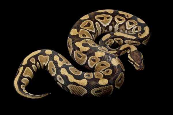 Honey ball python — Stock Photo, Image