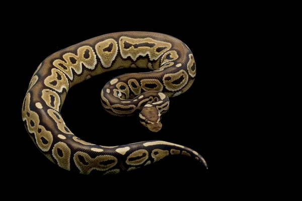 Méz fahéj ball python — Stock Fotó