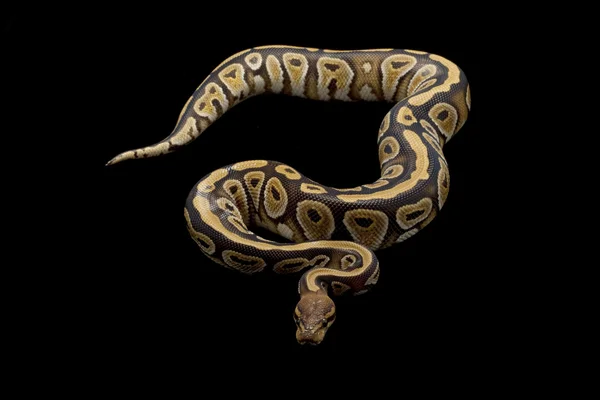 Hnědý proužek hlavou míč python — Stock fotografie