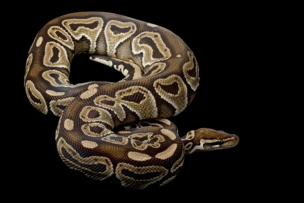 Honey kayu manis bola python — Stok Foto