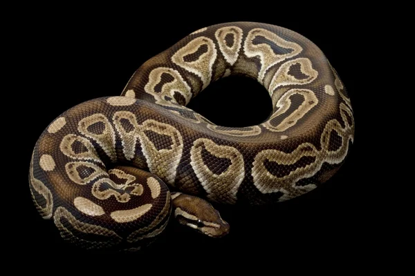 Bal tarçın top python — Stok fotoğraf