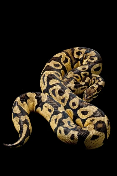 黄夹克球 python — 图库照片
