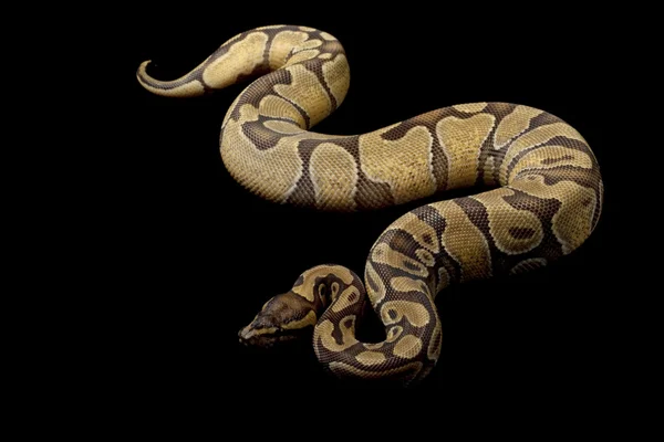 Enchi bola python — Fotografia de Stock