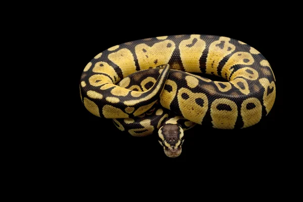 Pastellfarbener Dschungelkugelpython — Stockfoto