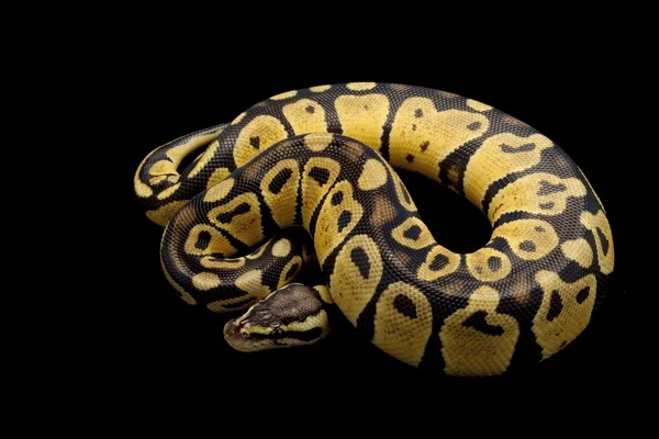Pastelové džungle míč python — Stock fotografie