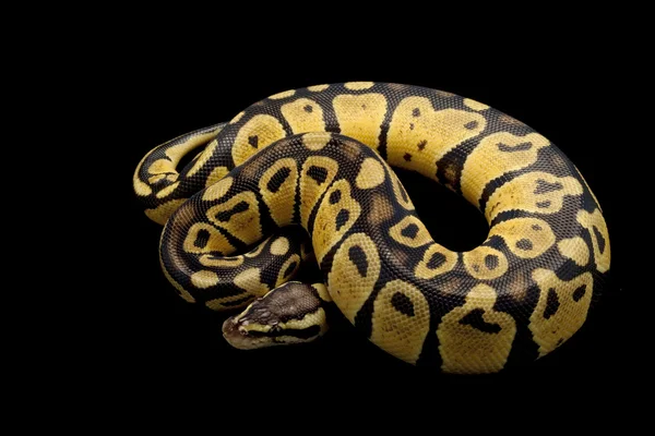 Pastellfarbener Dschungelkugelpython — Stockfoto