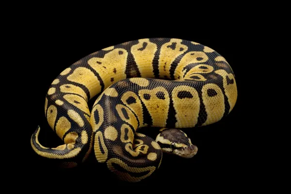 Pastelové džungle míč python — Stock fotografie