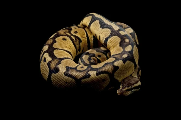 Bola de selva pastel python — Fotografia de Stock
