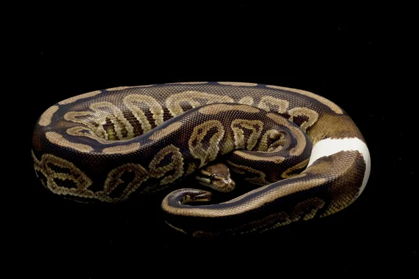 Ringer svart pastell ball python — Stockfoto