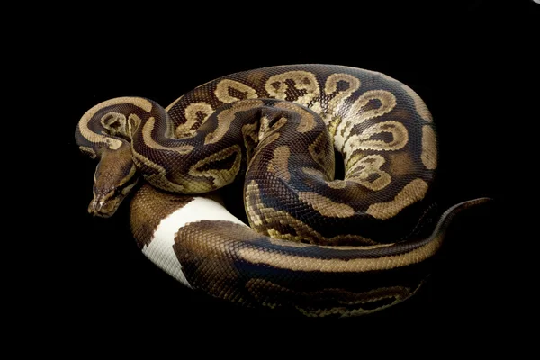 Ranting hitam pastel bola python — Stok Foto