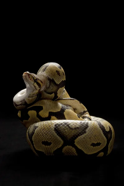 Bola fantasma laranja Python — Fotografia de Stock