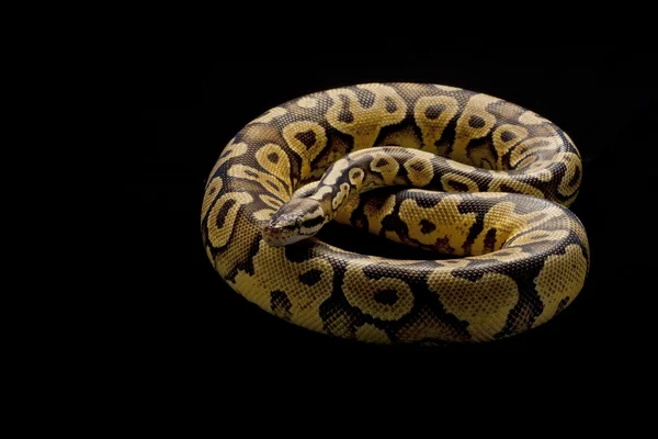 Python piłkę pastelowy żółty brzuch — Zdjęcie stockowe