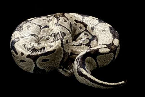 Desert ghost ball python — Stock Photo, Image