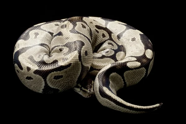 Sivatagi ghost ball python — Stock Fotó