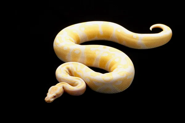 Lavender albino ball python — Stock Photo, Image