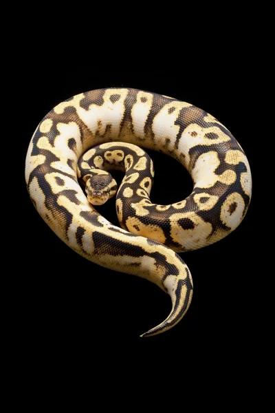 柔和的印花布球 python — 图库照片