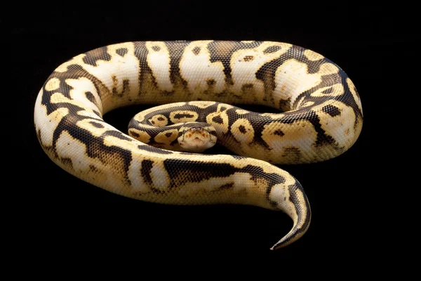 Pastel calico bola python — Fotografia de Stock