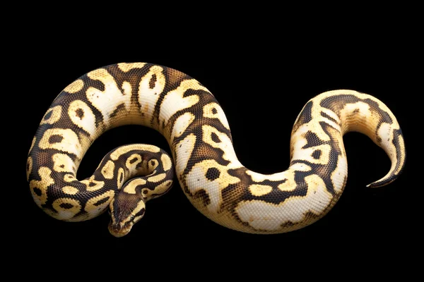 Pastel calico bal python — Stockfoto
