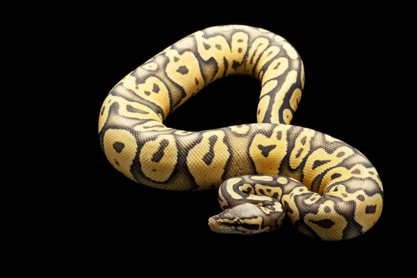 Super pastel bola hantu python — Stok Foto